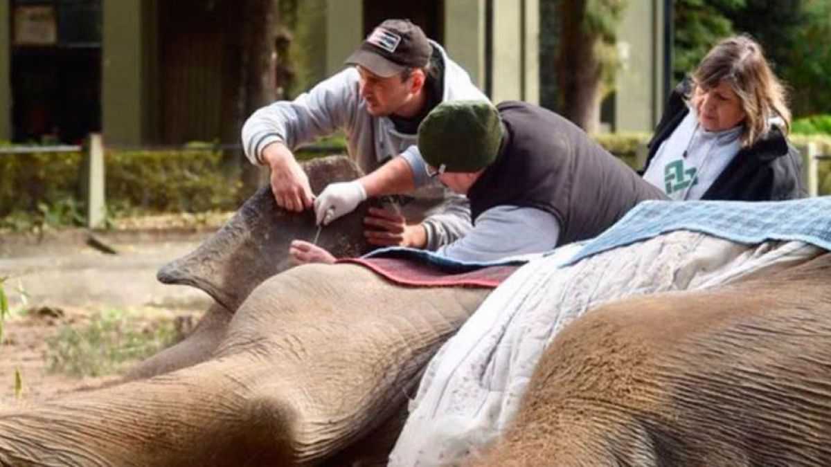 altText(Murió la elefanta Pelusa: “Este es el resultado del cautiverio de 50 años