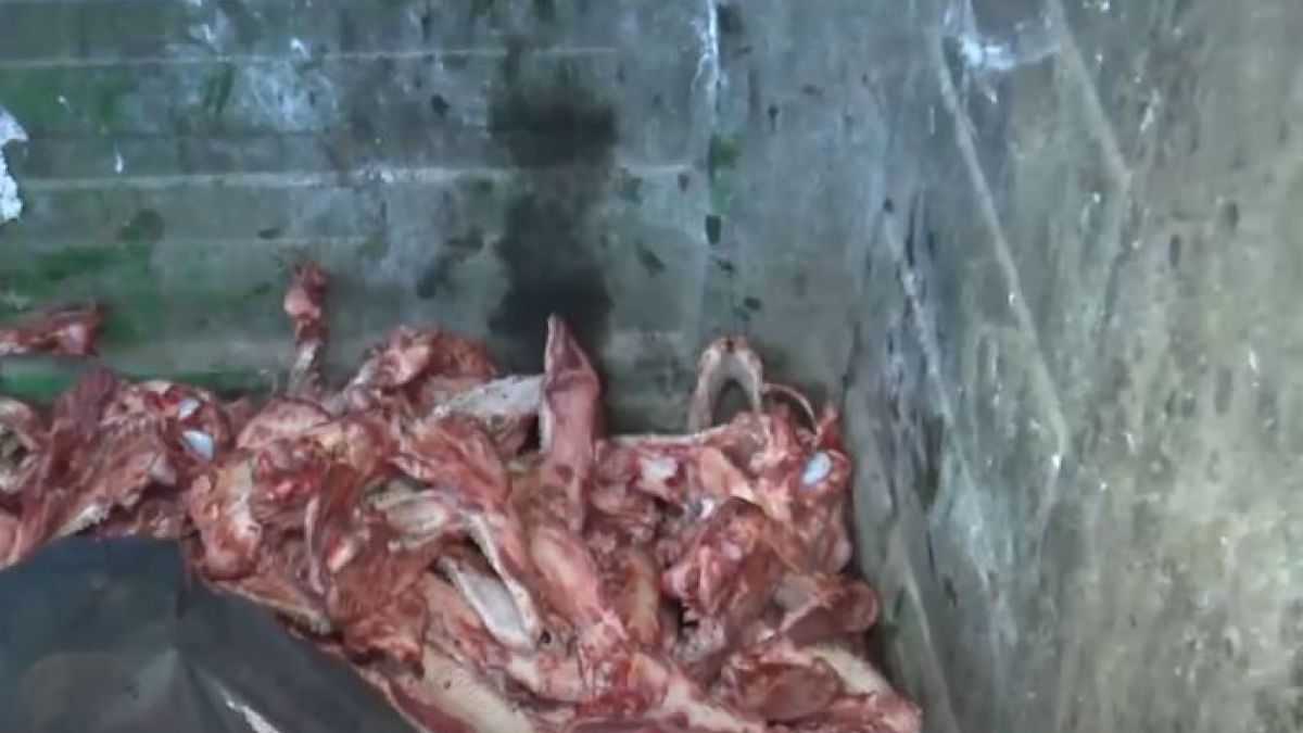 altText(Rosario: vecinos encontraron 30 perros faenados dentro de un contenedor)}
