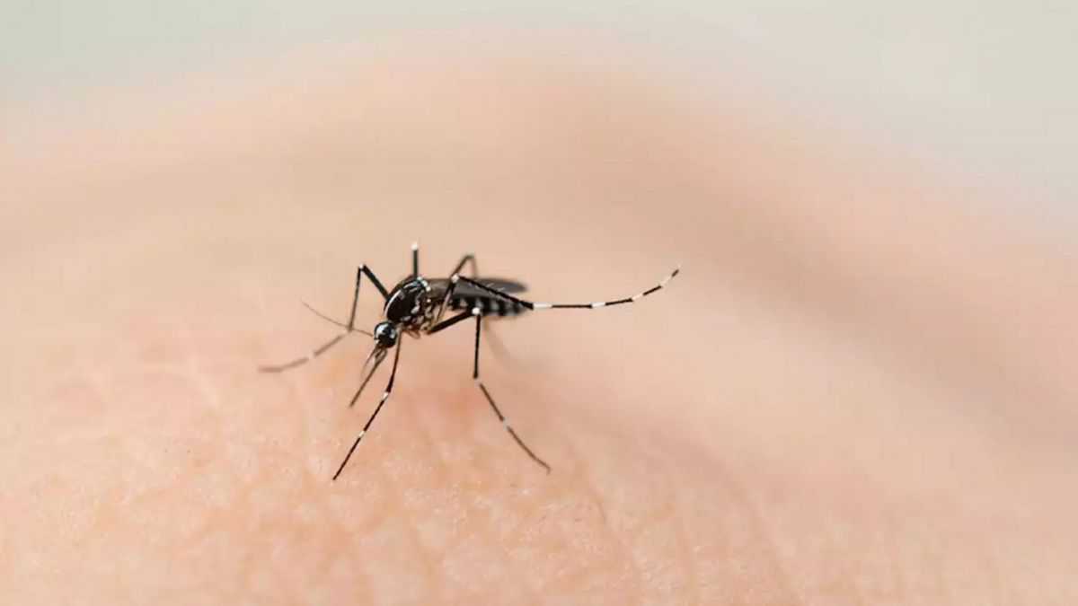 altText(Dengue: 4 muertos en Tucumán y más de 9000 casos en Misiones)}