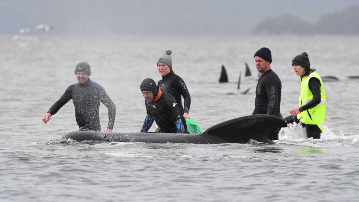  <p>Desastre medio ambiental: casi 400 ballenas muertas</p> 