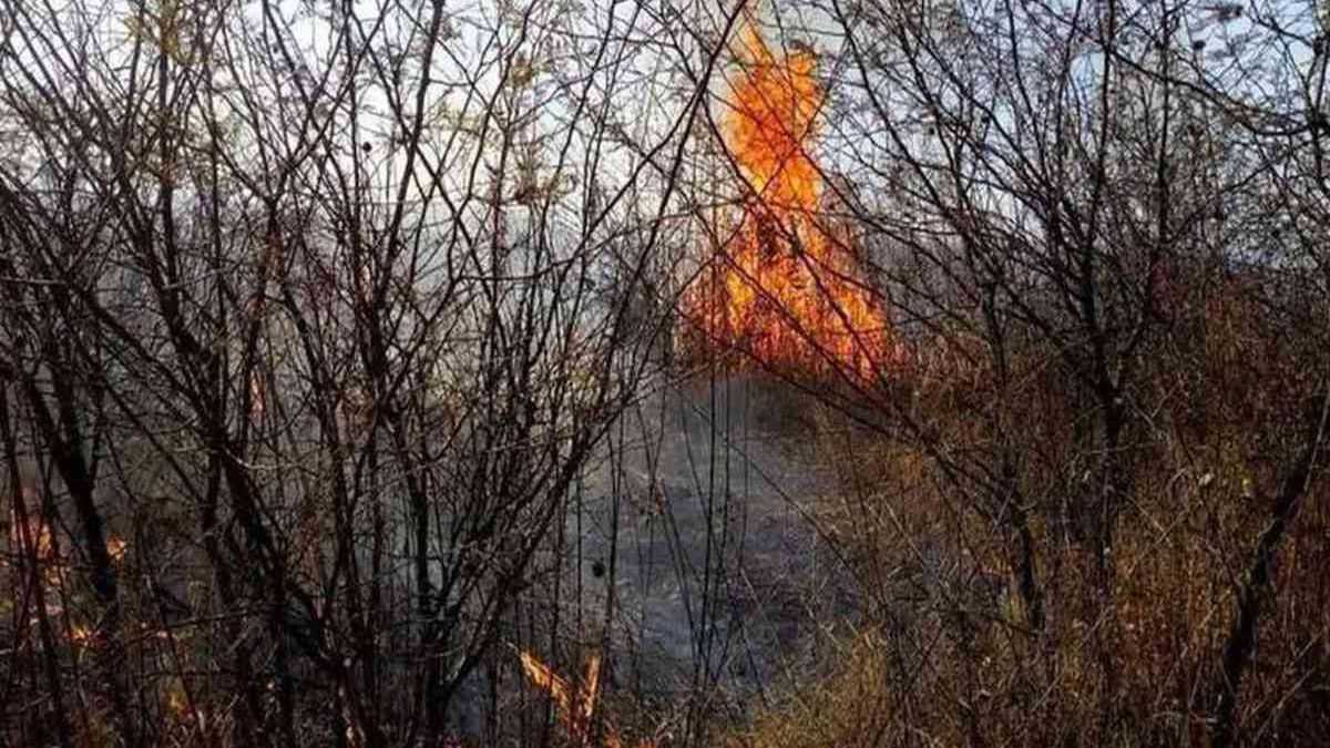 altText(Los incendios forestales arrasaron casi 17 mil hectáreas en Jujuy)}