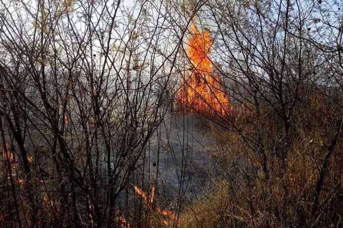 <p>Los incendios forestales arrasaron 17 mil hectáreas en las yungas jujeñas.</p> <p> </p> (El Litoral)