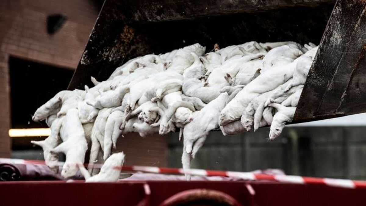 altText(Dinamarca insta a criaderos de visones a sacrificarlos por 