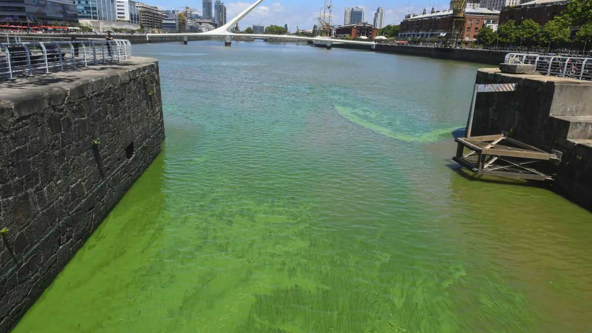 altText(Río de la Plata verde: algas contaminadas y sin oxígeno)}