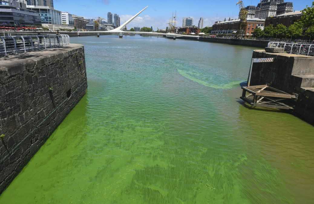  <p>Río de la Plata verde: algas contaminadas y sin oxígeno</p> 