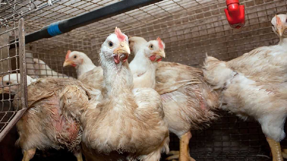 altText(Rusia detectó el primer caso de gripe aviar en humanos)}