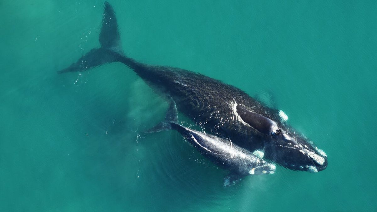 altText(Video: llegan las primeras ballenas a Península Valdés)}