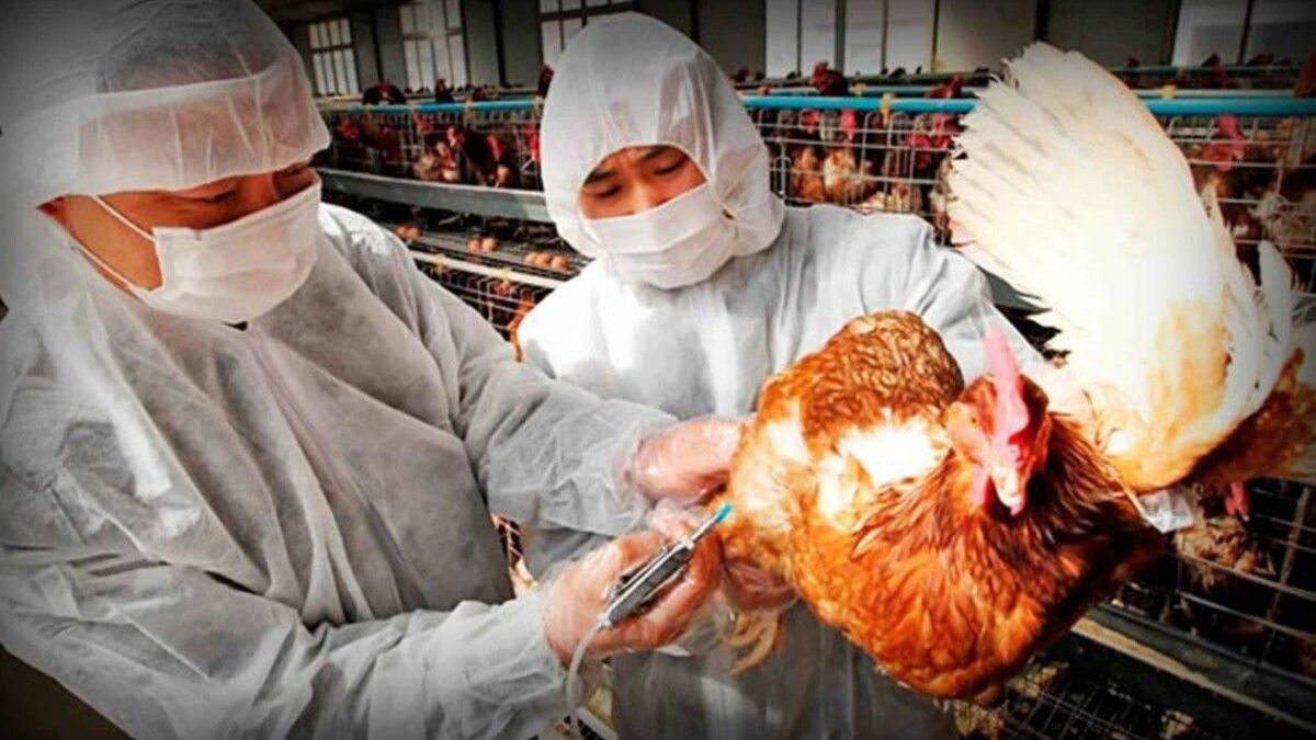 altText(Confirman en China primer contagio humano de cepa H10N3 de gripe aviar)}