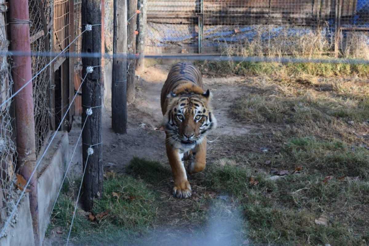 <p>Entre los animales rescatados había un tigre de bengala adulto.</p>