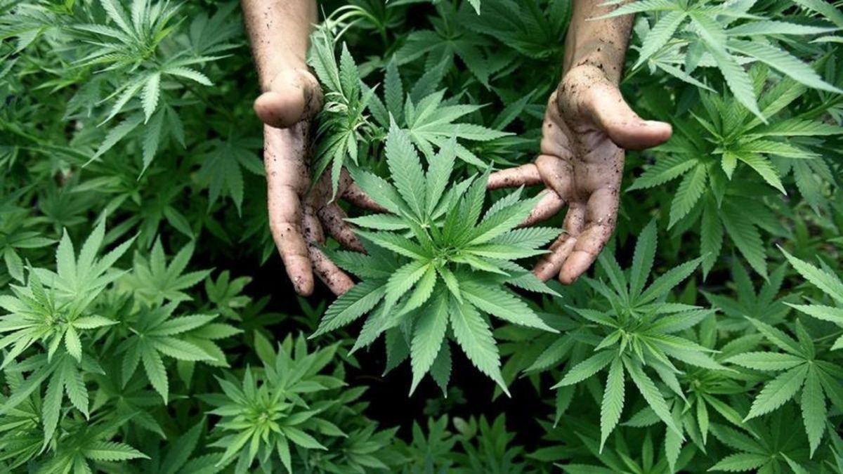 cannabis (1).jpg