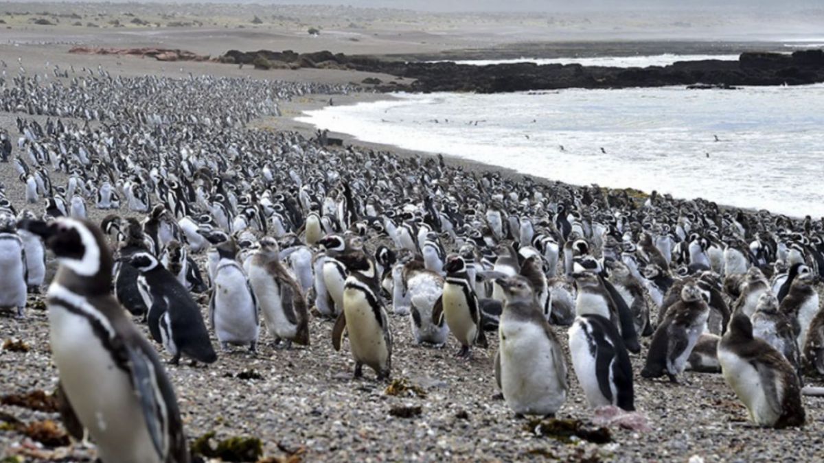 altText(Ambiente denunciará penalmente a los responsables por la matanza de pingüinos)}