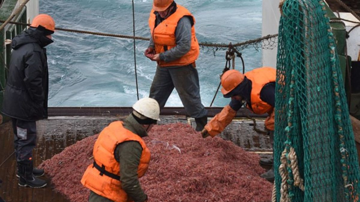 altText(Argentina y Chile buscan proteger al krill tras más de 4 décadas de saqueo)}