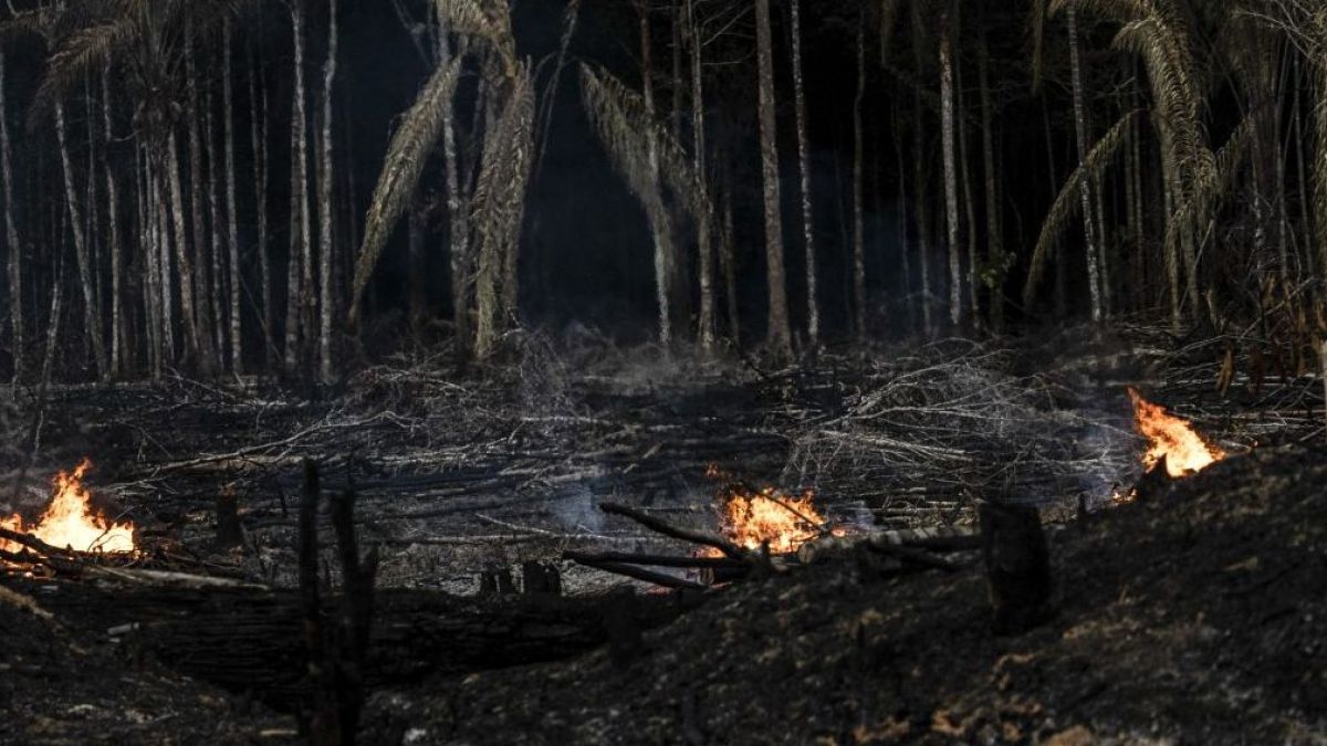 altText(Deforestación récord en el Amazonas durante el último año de Bolsonaro)}