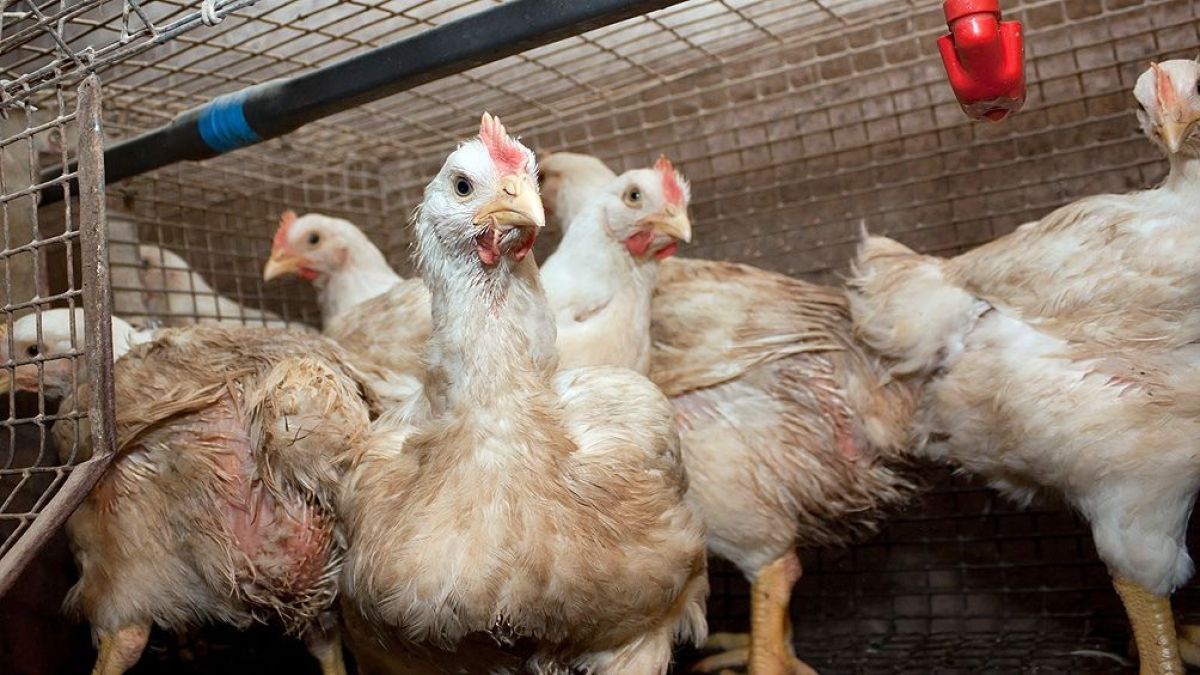 altText(Santa Fe: detectan nuevos casos de influenza aviar)}