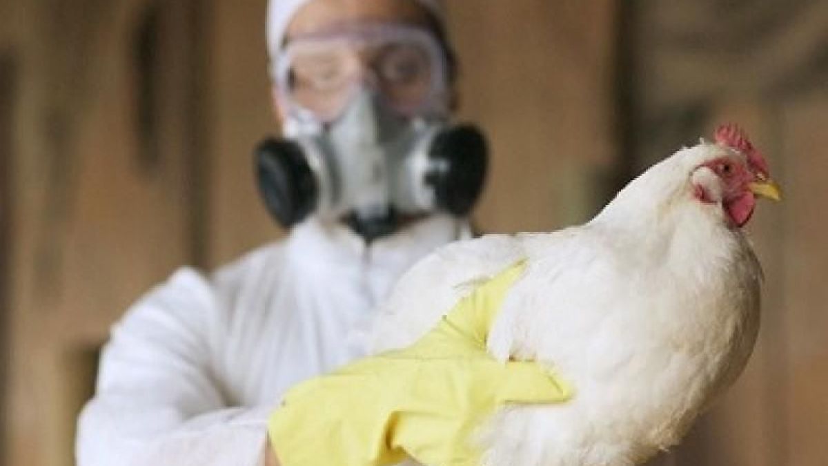 altText(Alerta por gripe aviar: sacrificaron a medio centenar de patos, gansos y gallinas en Puan)}