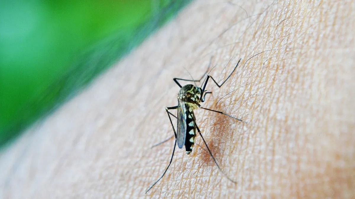 altText( Más de 41.200 casos de dengue se registraron en 15 provincias)}