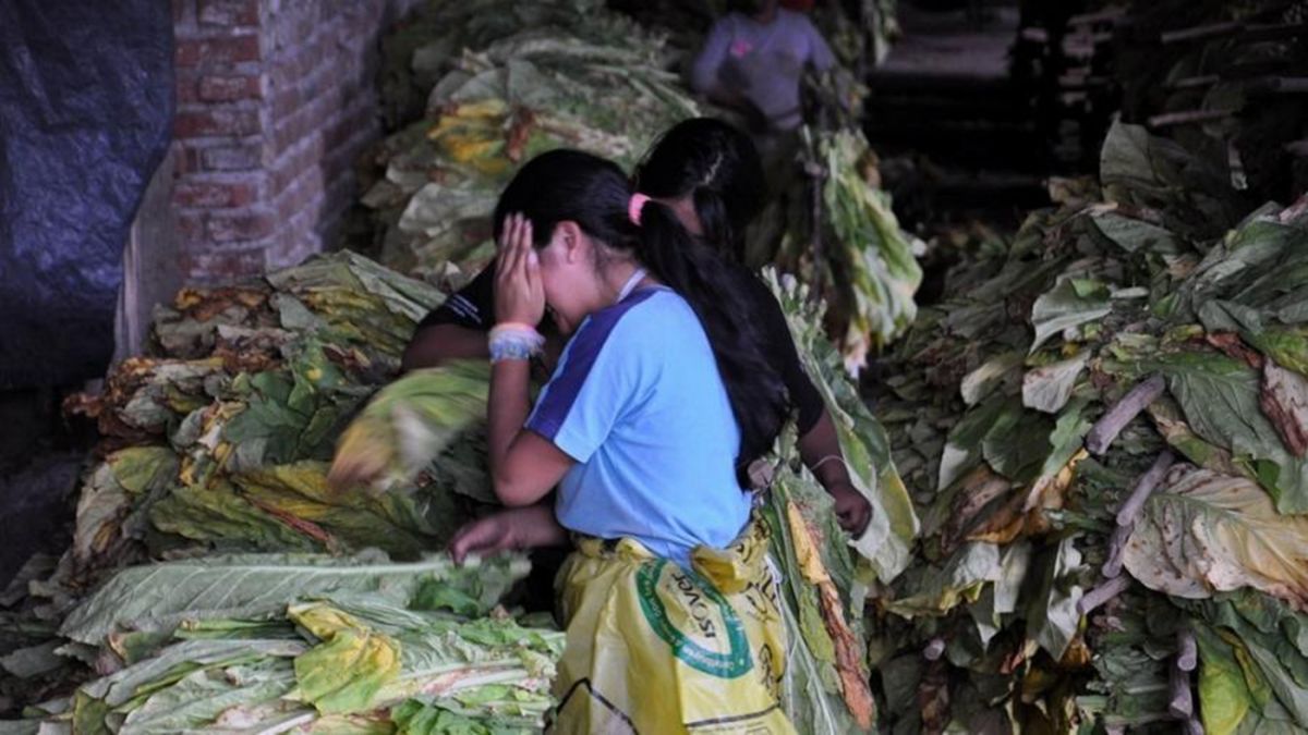 altText(Advierten que el trabajo infantil está naturalizado y afecta a 1,3 millones en Argentina)}