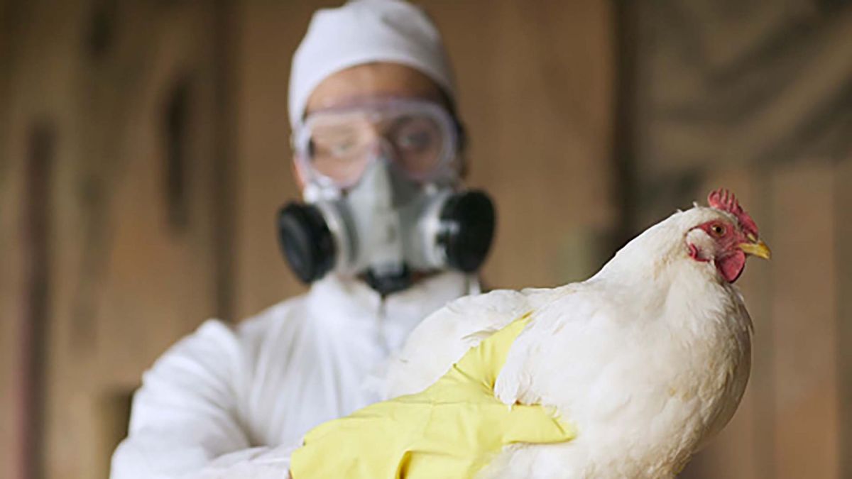 altText(Argentina fue declarado país libre de influenza aviar)}