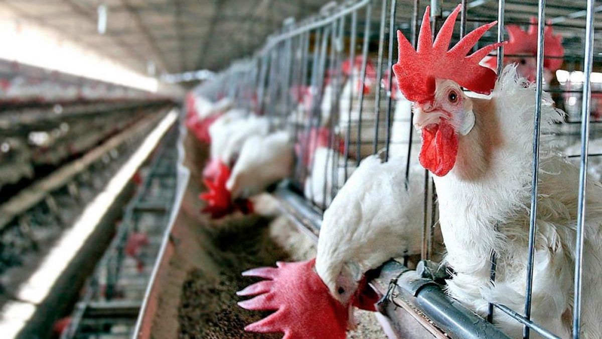 altText(Argentina comenzará a exportar carne aviar a Corea del Sur)}