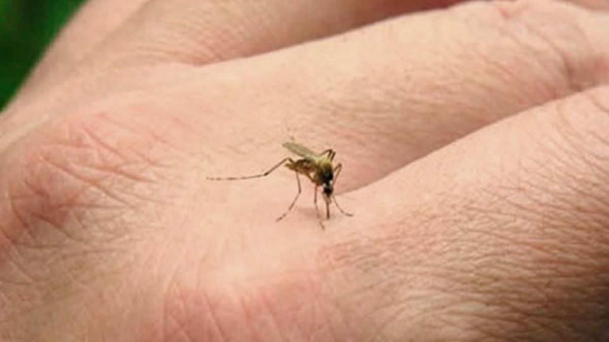 altText(Mosquitos: confirmaron el primer muerto por encefalitis equina)}
